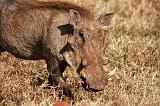 TANZANIA - Ngorongoro Crater - 58